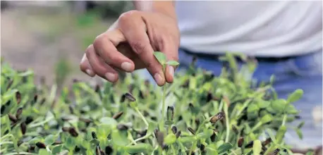  ?? ?? GROWING microgreen­s in containers indoors is a wonderful way to
fill your diet with nutrient-dense superfoods.