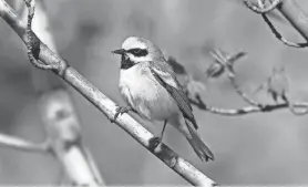  ?? RYAN BRADY ?? The golden-winged warbler lost 50% of its population from 1970–2019.
