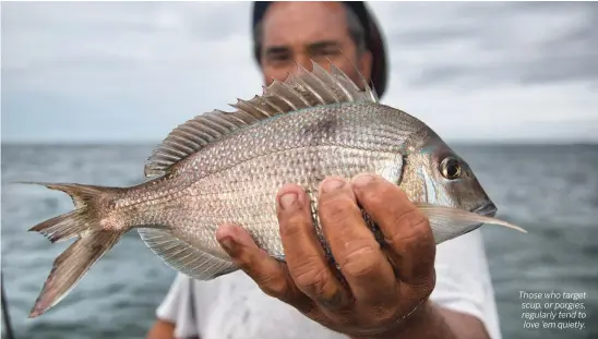  ??  ?? Those who target scup, or porgies, regularly tend to love ’em quietly.