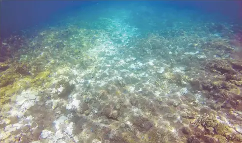  ??  ?? Coral-eating crown of thorns starfish are seen on Swain Reef, part of the Great Barrier Reef,. — Reuters photo