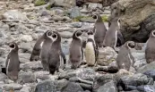  ?? — AFP ?? A couple of Humboldt penguins, a threatened species that only nests in Chile and Peru, stand on the rocks at Damas Island, Santiago, Chile.