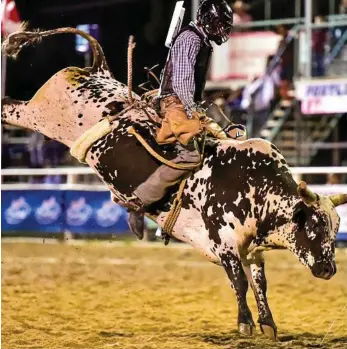  ?? PHOTO: DAVE ETHELL ?? BUCKING BULL: Brady Fielder on High Roller.