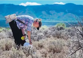  ?? COURTESY OF OLIVIA CARRIL ?? Bee scientist Olivia Carril surveys native bees in northern New Mexico.