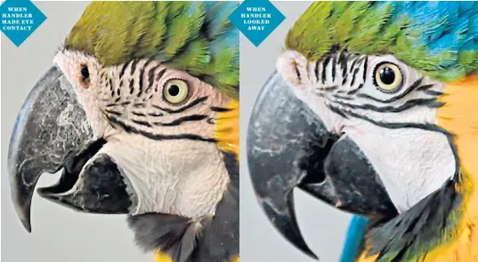  ??  ?? When handler made eye contact When handler looked away French scientists discovered that macaws’ cheeks reddened in social situations, left, compared with their normal colour, right, when their human handlers were not making eye contact with them