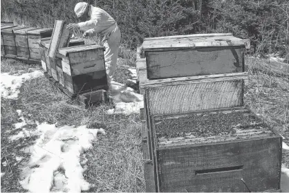 ?? CONTRIBUTE­D ?? P.E.I. beekeepers are concerned hives imported from Ontario could include an unwanted stowaway — the small hive beetle.