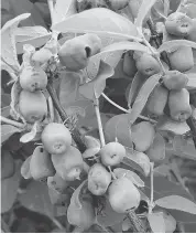  ?? WILLIAMS) (SARA ?? Ripe haskap berries ready for harvesting.