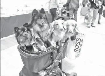  ??  ?? Dogs dressed up at the Yokohama Pet Fair.