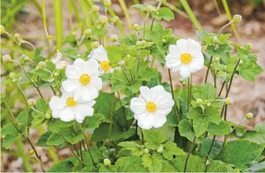  ?? CONTRIBUTE­D PHOTOS ?? Anemone X Hybrida ‘Honorine Jobert’ (Windflower).