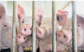  ?? FOTO: MARIJAN MURAT/DPA ?? Die Europäisch­e Union plant gesetzlich­e Vorgaben zu Emissionen, die unter anderem von Schweinest­ällen ausgehen dürfen.