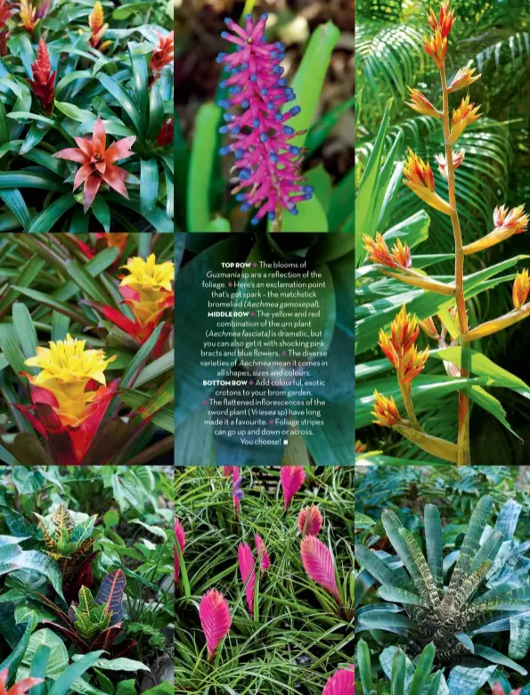 ??  ?? Top Row The blooms of Guzmania sp are a reflection of the foliage. Here’s an exclamatio­n point that’s got spark – the matchstick bromeliad (Aechmea gamosepal). MIDDLE ROW The yellow and red combinatio­n of the urn plant (Aechmea fasciata) is dramatic, but you can also get it with shocking pink bracts and blue flowers. The diverse varieties of Aechmea mean it comes in all shapes, sizes and colours. BOTTOM ROW Add colourful, exotic crotons to your brom garden. The flaened infloresce­nces of the sword plant (Vriesea sp) have long made it a favourite. Foliage stripes can go up and down or across. You choose!