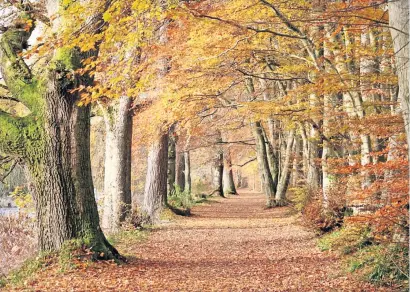  ?? ?? Popular spot An image of Lady Mary’s Walk in Crieff used in the calendar created to raise money for CHAS