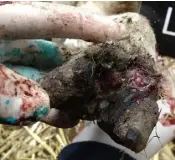  ??  ?? Clockwise from above: Foot scald, foot rot, Shelly hoof and CODD can cause lameness. All pictures courtesy of Durham sheep specialist, Fiona Lovatt