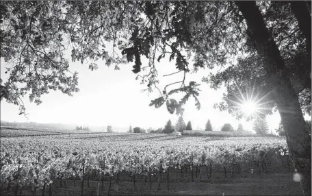  ?? Photograph­s by Brian van der Brug
Los Angeles Times ?? A TYPICAL VINEYARD acre requires a fraction of the water needed for other crops. But activists say there are just too many vineyards.