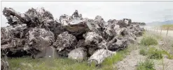  ?? PHOTO / FILE ?? This stockpile at Ruakaka was awaiting shipment fours years ago, when 95 per cent of swamp kauri exports were going to China.