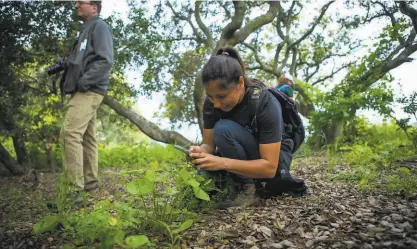  ?? Kathryn Whitney / California Academy of Sciences ?? Participan­ts around the world document biodiversi­ty in the annual City Nature Challenge.