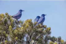  ?? CHRISTINA M. SELBY/ASSOCIATED PRESS ?? Pinyon jays sit in a piñon tree in northern New Mexico. Defenders of Wildlife filed a petition Monday with the U.S. Fish and Wildlife Service to protect the bird under the Endangered Species Act.