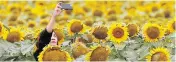  ?? JOHN WOODS / THE CANADIAN PRESS ?? The allure of a field of blooming sunflowers for the selfie set should not be underestim­ated.