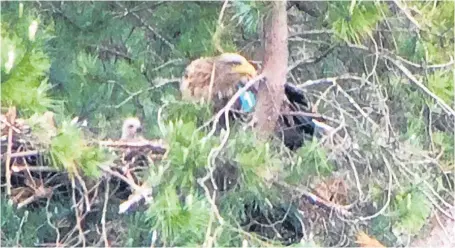  ??  ?? A screengrab taken from video footage of the twin sea eagle hatchlings in a Fife forest.