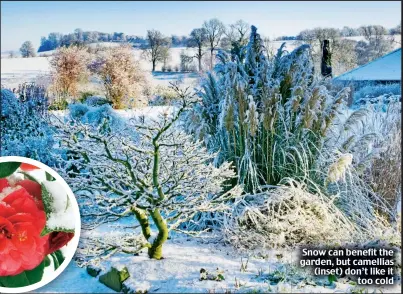  ??  ?? Snow can benefit the garden, but camellias (inset) don’t like it too cold