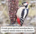  ??  ?? A male great spotted woodpecker is a regular winter visitor to my feeders