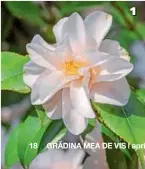  ??  ?? 1 ‘Hagoromo’ mai este numit și „Roba îngerului” și are o istorie întortoche­ată. A fost adus din Japonia în Italia. 2 ‘Lucky Star’ face parte dintre hibrizii Camellia-williamsii. Margrit l-a adus din Bretania, ca suvenir. În ciuda florilor mari, suportă bine ploaia. 3 ‘Haru-no-utena’ provine din Japonia și mai este numit și „Turn de primăvară”. Cele 15 petale cu dungi și staminele bogate fac din acest soi o adevărată vedetă. 4 Mutația spontană a soiului ‘Angela Cocchi’ impresione­ază prin florile catifelate.
1
2
3