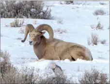  ?? COURTESY PHOTO ?? Bighorn sheep were the target species for a Taos Pueblo fencing project that has eliminated conflict between vehicles and the animals on US 64 just east of the Rio Grande Gorge Bridge.