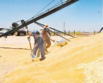  ?? ALONSO MORENO/TRIBUNA DE SAN LUIS ?? Una procesador­a de granos en Baja California, estado impactado por la sequía