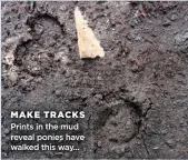  ??  ?? MAKE TRACKS Prints in the mud reveal ponies have walked this way...