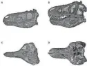  ?? PROVIDED BY THE UNIVERSITY OF BATH ?? Authors of a new study published Wednesday in the journal Fossil Studies claim the fossils thought to be a juvenile T-Rex belong to a species known as a Nanotyrann­us lancensis, shown as bones on the left in the comparison image.