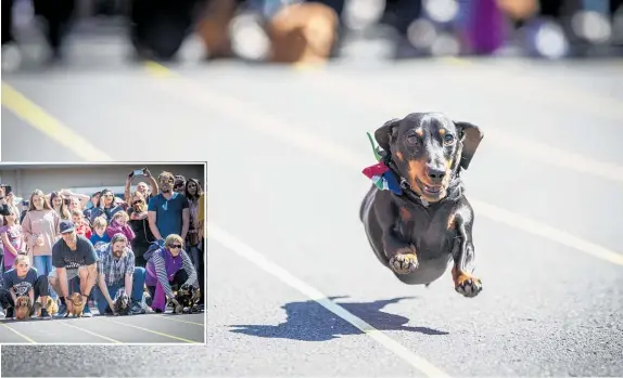  ?? Photos / Michael Craig ?? Melissa Nightingal­e The shortest, longest and most fleet of foot compete at the fourth NZ Wiener Dog Derby in Mt Wellington, Auckland, yesterday.
