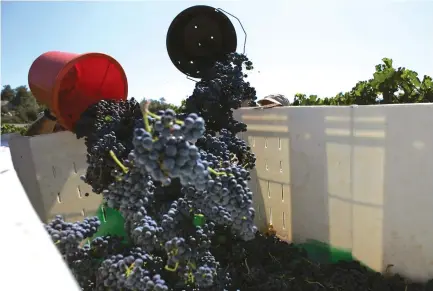  ?? (Reuters) ?? ISRAELIS HARVEST grapes for wine, some of which will be exported. The author notes that market forces have trumped boycott attempts.
