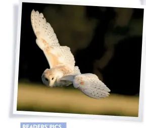  ??  ?? Clockwise from above: BARN OWL By: Jack Wren Camera: Nikon D500 Lens: 300mm Shutter Speed: 1/2,000 Aperture: f/8 ISO: 1,000