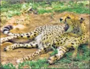  ?? SHUTTERSTO­CK ?? India is getting six cheetahs from South Africa and four from Namibia in the first tranche.