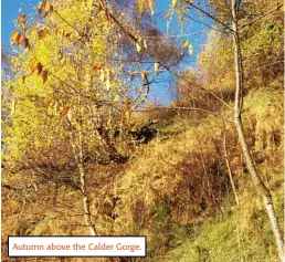  ??  ?? Autumn above the Calder Gorge.