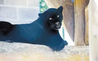  ?? - Acadie Nouvelle: Patrick Lacelle ?? Le jaguar du zoo de Moncton.