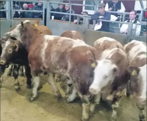  ??  ?? Cattle sold well at the UA sale.