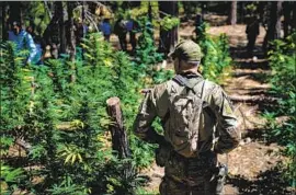  ?? Kent Nishimura Los Angeles Times ?? AUTHORITIE­S fan out through an illegal marijuana farm in Whiskey Falls, Calif. Many of the operations are the work of Mexico-based drug trafficker­s.