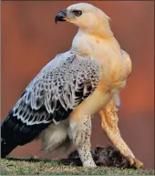  ?? PICTURES: JACQUES SELLSCHOP ?? ON ITS OWN: In a more dignified pose the juvenile, now six months old, protects its first kill, a dassie (hyrax) it caught on the ground.