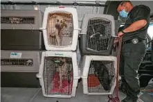  ??  ?? SPCA senior investigat­or Octavio Gonzalez straps down pet carriers as the Houston SPCA sent animals to Austin.
