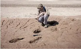  ?? Marcio Pimenta/The Guardian ?? Geologist Maximilian­o Rueda examines footprints of Mylodon darwinii – a giant sloth that became extinct 10,000 years ago – on a beach at Punta Alta, where Charles Darwin originally found its fossils. Photograph: