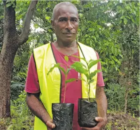  ?? Photo: Nicolette Chambers ?? Isaia Vuda holding the Arabica and Alabaster coffee plants at Abaca Village in Lautoka.