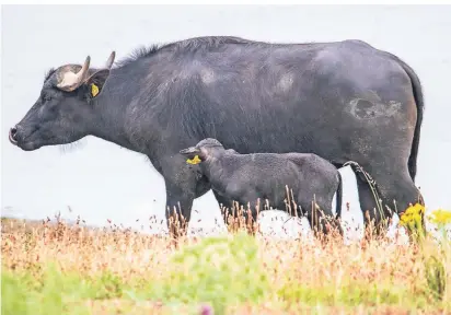  ?? RP-FOTOS: VASTMANS ?? Ein Wasserbüff­el-kälbchen mit seiner Mutter auf der Weide.