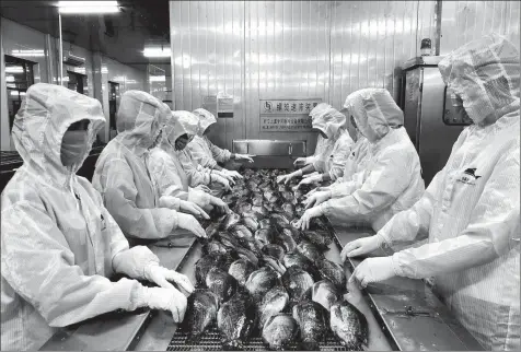  ?? PROVIDED TO CHINA DAILY ?? Workers at Zhanjiang-based Jingchang Aquatic Product, the domestic unit of Fuhai Atlantic, process Africa-bound tilapia variety of fish on June 25.