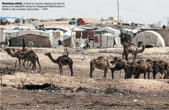  ?? — AFP ?? Roaming safely: A herd of camels staying put next to tents at a makeshift camp for displaced Palestinia­ns in Rafah in the southern Gaza Strip.