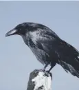 ??  ?? 0 Ravens face threat of a cull to protect wading birds