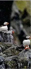  ??  ?? Ken Alexander spotted some puffins unbothered by the rain