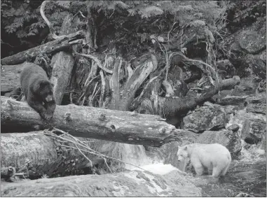  ?? STEVE WILLIAMSON ?? Environmen­talists and the forestry industry have turned the Great Bear Rainforest into an acclaimed model of sustainabi­lity and cooperatio­n.