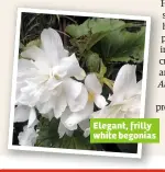  ??  ?? Elegant, frilly white begonias