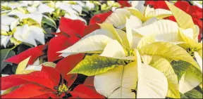  ?? ?? Poinsettia­s are available in a variety of colors, including white, pink, hot pink, red, yellow, peach, marbled and speckled.