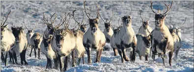  ??  ?? The free-ranging reindeer strut their stuff in the Cairngorms National Park